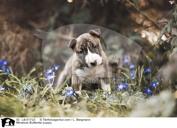 Miniature Bullterrier puppy / LB-01723