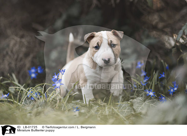 Miniature Bullterrier puppy / LB-01725