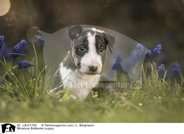 Miniature Bullterrier puppy / LB-01795