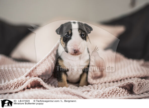 Miniature Bullterrier puppy / LB-01820