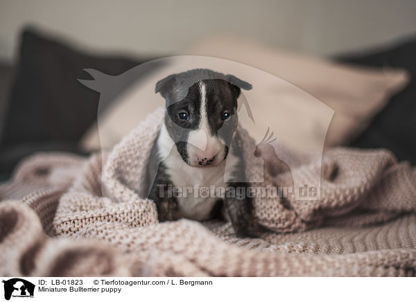 Miniature Bullterrier puppy / LB-01823