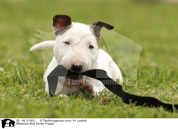 Miniature Bull Terrier Puppy / HL-01901