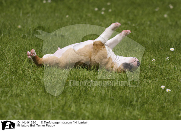 Miniature Bull Terrier Puppy / HL-01920