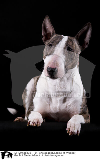 Mini Bull Terrier inf ront of black background / MW-26875
