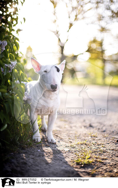 Mini Bull Terrier in syringa / MW-27052