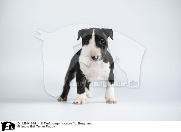 Miniature Bull Terrier Puppy / LB-01984