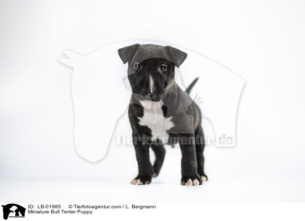 Miniature Bull Terrier Puppy / LB-01985