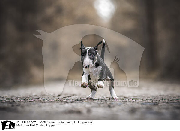 Miniature Bull Terrier Puppy / LB-02007