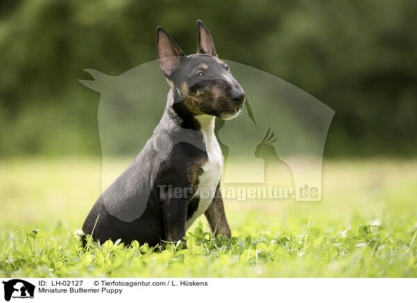 Miniature Bullterrier Puppy / LH-02127