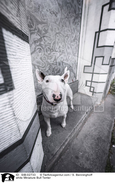 weier Miniatur Bullterrier / white Miniature Bull Terrier / SIB-02733