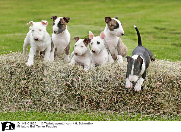Miniature Bull Terrier Puppies / HS-01826