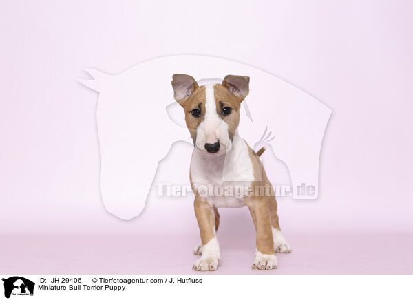 Miniature Bull Terrier Puppy / JH-29406