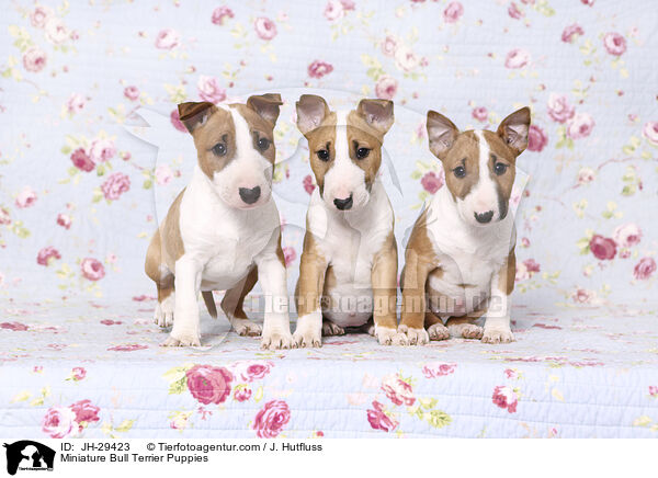 Miniature Bull Terrier Puppies / JH-29423