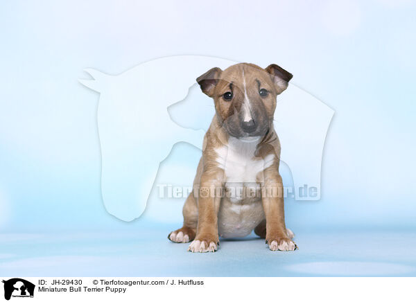 Miniature Bullterrier Welpe / Miniature Bull Terrier Puppy / JH-29430