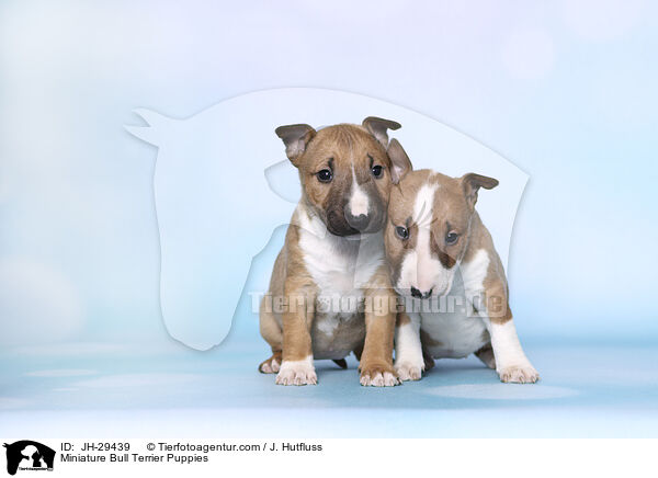 Miniature Bull Terrier Puppies / JH-29439