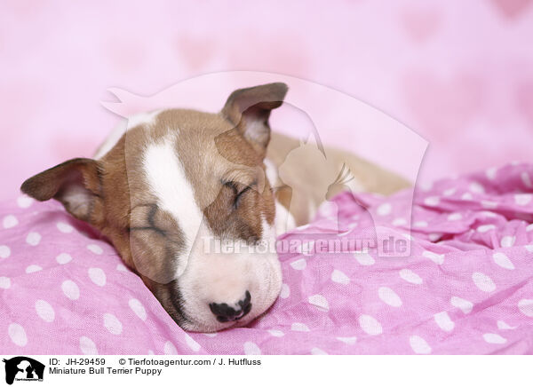Miniature Bullterrier Welpe / Miniature Bull Terrier Puppy / JH-29459