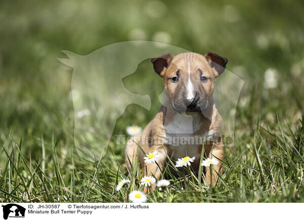 Miniature Bullterrier Welpe / Miniature Bull Terrier Puppy / JH-30587