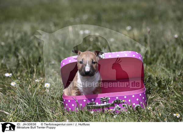 Miniature Bullterrier Welpe / Miniature Bull Terrier Puppy / JH-30636
