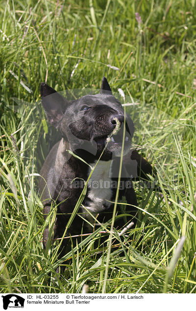 Miniatur Bullterrier Hndin / female Miniature Bull Terrier / HL-03255
