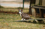 Miniature Bullterrier Puppy