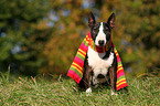 sitting Miniature Bullterrier