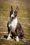 sitting Miniature Bull Terrier