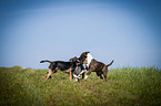 Miniature Bull Terrier