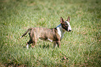 Miniature Bull Terrier