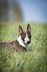 lying Miniature Bull Terrier