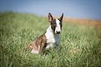 sitting Miniature Bull Terrier