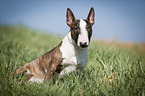 sitting Miniature Bull Terrier