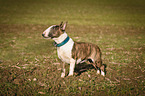 Miniature Bull Terrier