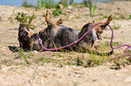 rolling Miniature Bullterrier