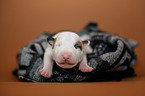 Miniature Bull Terrier Puppy