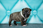 Miniature Bull Terrier Puppy