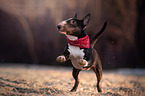 running miniature bull terrier