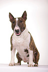 sitting Miniature Bull Terrier