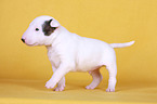 walking Miniature Bull Terrier Puppy