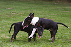 playing Miniature Bull Terrier
