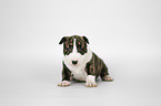 Miniature Bullterrier puppy