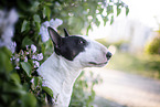 Mini Bull Terrier in syringa