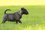 Miniature Bull Terrier Puppy