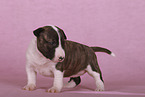 Miniature Bull Terrier Puppy