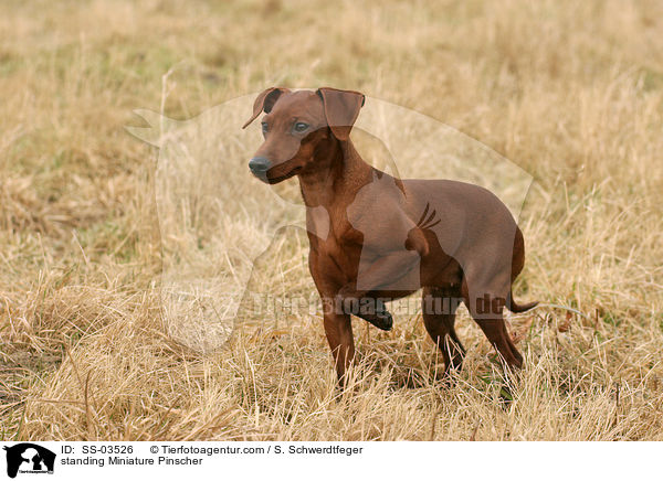 stehender Zwergpinscher / standing Miniature Pinscher / SS-03526