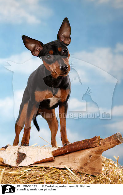 stehender Zwergpinscher / standing miniature pinscher / RR-33072