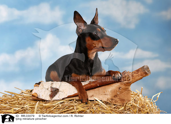 liegender Zwergpinscher / lying miniature pinscher / RR-33079