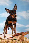 standing miniature pinscher