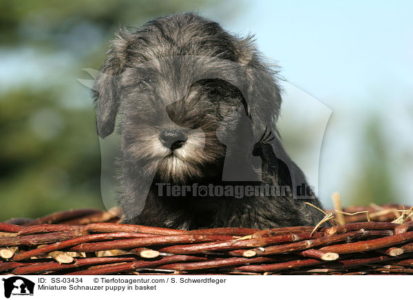 Miniature Schnauzer puppy in basket / SS-03434