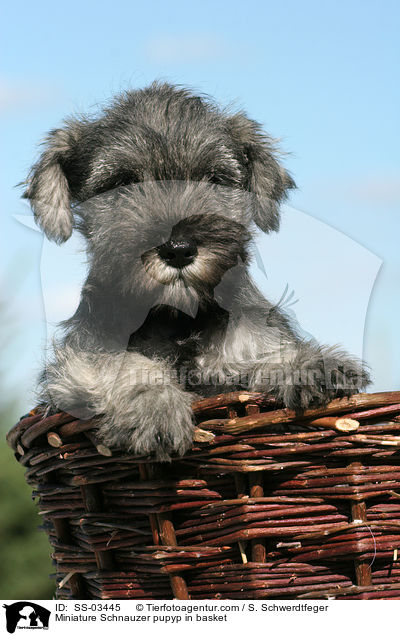 Zwergschnauzer Welpe im Krbchen / Miniature Schnauzer pupyp in basket / SS-03445