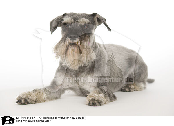 lying Miniature Schnauzer / NN-11657